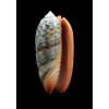 rubrolabiata 44,5mm Futuna