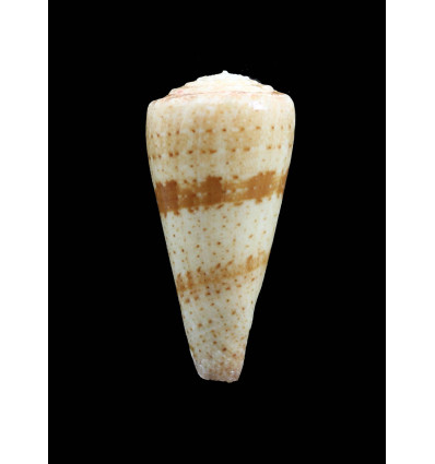 queketti 51,0mm