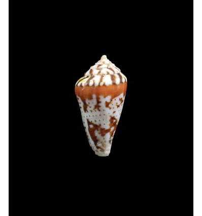 algoensis scitulus 24,0mm SUPERB
