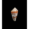 algoensis scitulus 24,0mm SUPERB