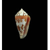 algoensis scitulus 24,0mm SUPERB