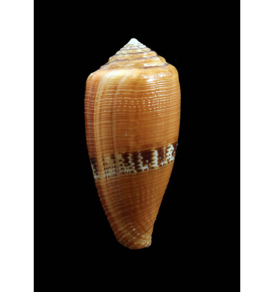 coccineus 49,0mm