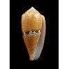 coccineus 49,0mm