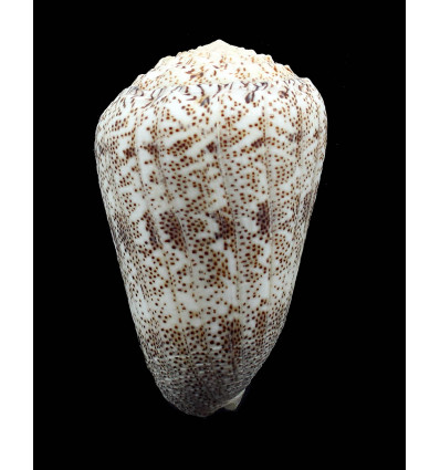 arenatus aequipunctatus 83,8mm