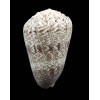 arenatus aequipunctatus 83,8mm