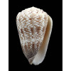 arenatus aequipunctatus 83,8mm