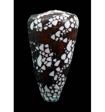 maritzaallaryae 61,0mm