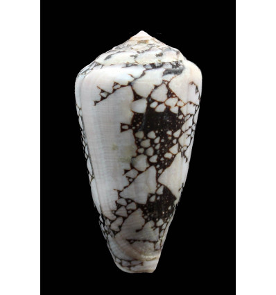pennaceus bazarutensis 61,0mm