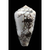 pennaceus bazarutensis 61,0mm