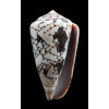 pennaceus bazarutensis 61,0mm
