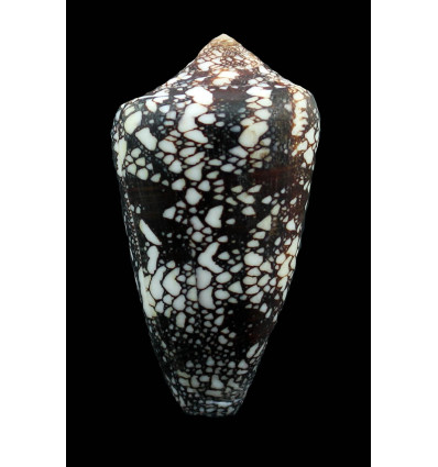 quasimagnificus 67,0mm SUPERB