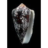 quasimagnificus 67,0mm SUPERB