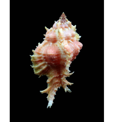 ryukyuensis 56,0mm WRS