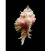 ryukyuensis 56,0mm WRS