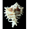 kusterianus 131,0mm MONSTER