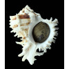 kusterianus 131,0mm MONSTER