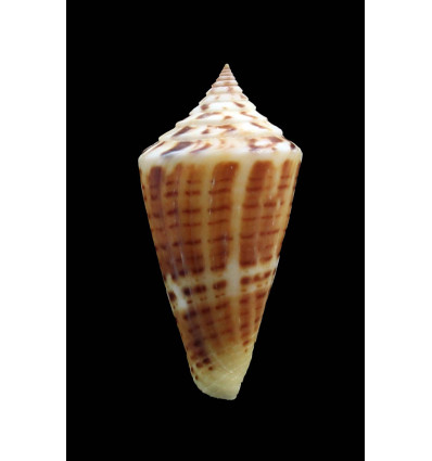 floridanus 46,0mm