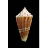 floridanus 46,0mm