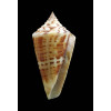 floridanus 46,0mm