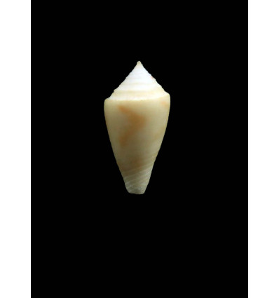 oleiniki 18,0mm