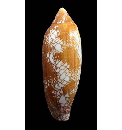 auratinus 93,8mm