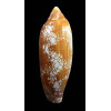 auratinus 93,8mm