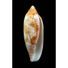 auratinus 93,8mm