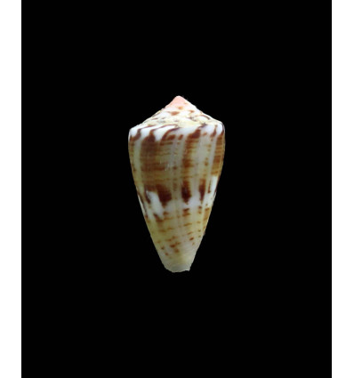 mauricoi 23,0mm