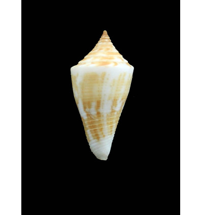 paraguana 27,5mm