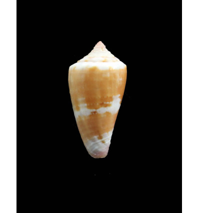 jucundus 36,0mm BIG