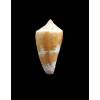 jucundus 36,0mm BIG