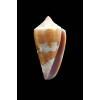 jucundus 36,0mm BIG
