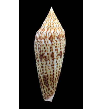 ranonganus 93,0mm SUPERB