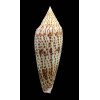 ranonganus 93,0mm SUPERB