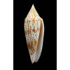 ranonganus 93,0mm SUPERB