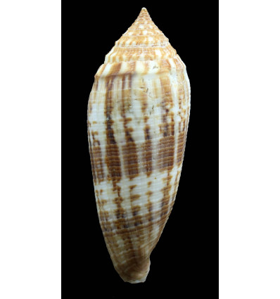 australis 111,0mm GIANT
