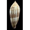 australis 111,0mm GIANT