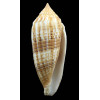 australis 111,0mm GIANT