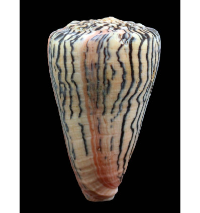 princeps 64,0mm