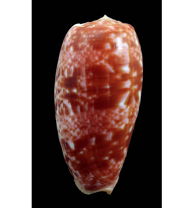 bullatus 66,3mm JAPAN