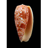 bullatus 66,3mm JAPAN