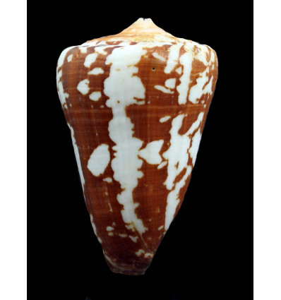 crocatus thaïlandis 68,0mm