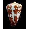 crocatus thaïlandis 68,0mm