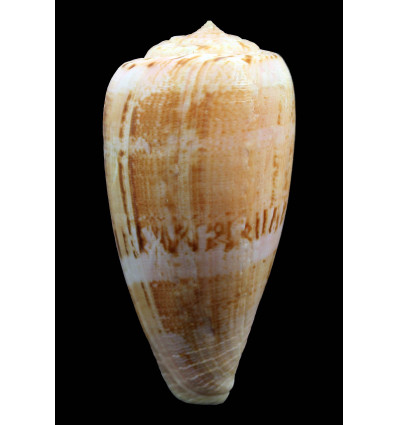 anemone peronianus 96,7mm