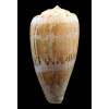 anemone peronianus 96,7mm