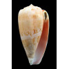 anemone peronianus 96,7mm