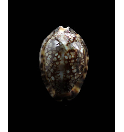 martybealsi derkai 42,0mm