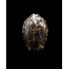 martybealsi derkai 42,0mm