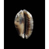 martybealsi derkai 42,0mm