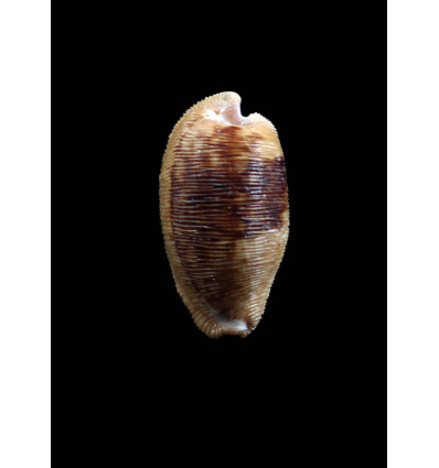 capensis 32,0mm DARK